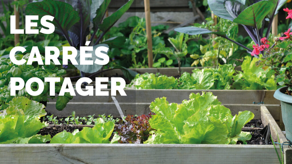accueil LES COMPAGNONS DES SAISONS Carre potager
